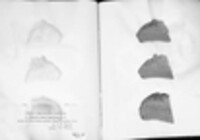 Fomes fomentarius image